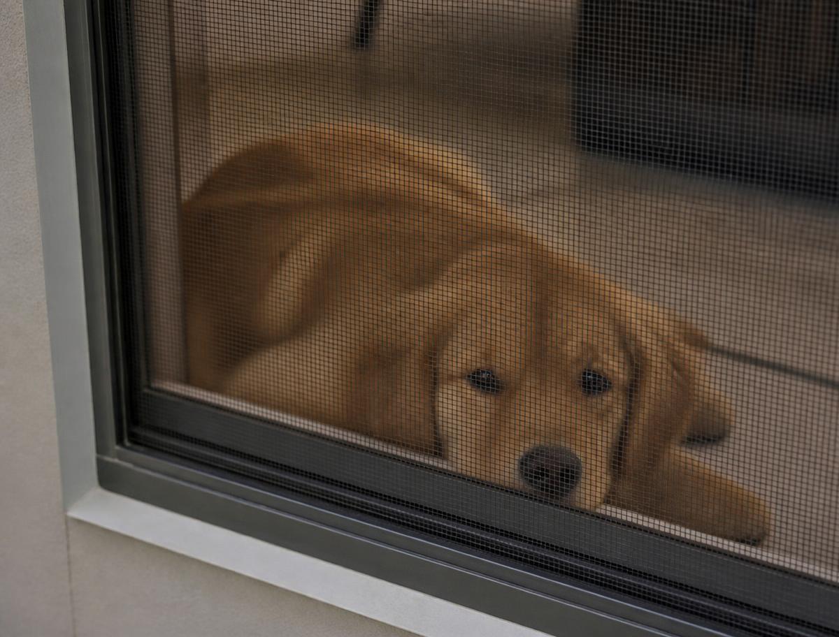 Dog resting behind a heavy-duty pet-resistant window screen on a house window